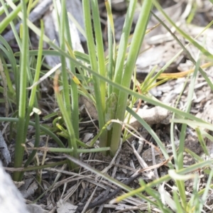 Bulbine bulbosa at Bruce, ACT - 12 Sep 2020 02:44 PM