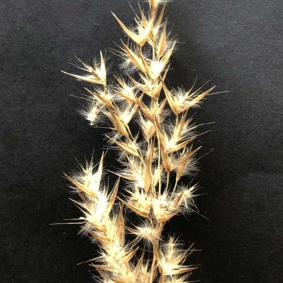 Rytidosperma (genus) (Wallaby Grass) at Hughes, ACT - 11 Sep 2020 by ruthkerruish