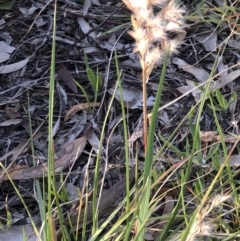 Rytidosperma sp. at Hughes, ACT - 11 Sep 2020