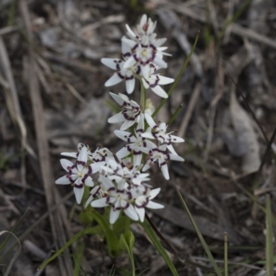 Wurmbea dioica subsp. dioica (Early Nancy) at Bruce Ridge to Gossan Hill - 12 Sep 2020 by AlisonMilton