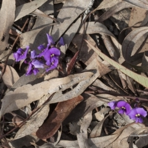 Hardenbergia violacea at Bruce, ACT - 12 Sep 2020