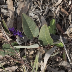 Hardenbergia violacea at Bruce, ACT - 12 Sep 2020 02:50 PM