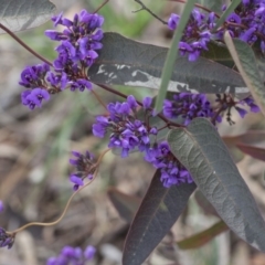 Hardenbergia violacea at Bruce, ACT - 12 Sep 2020