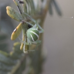 Araneus ginninderranus (Dondale's Orb-weaver) at Bruce, ACT - 12 Sep 2020 by AlisonMilton