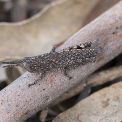 Goniaea opomaloides (Mimetic Gumleaf Grasshopper) at Bruce, ACT - 12 Sep 2020 by AlisonMilton