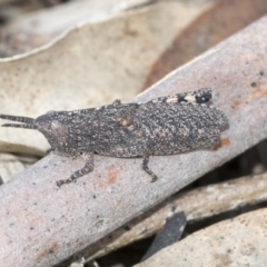 Goniaea opomaloides at Bruce, ACT - 12 Sep 2020 02:56 PM