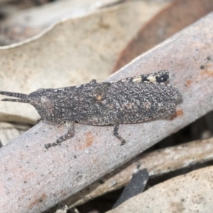 Goniaea opomaloides at Bruce, ACT - 12 Sep 2020 02:56 PM