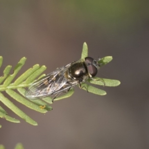 Melangyna viridiceps at Bruce, ACT - 12 Sep 2020 03:01 PM