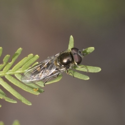 Melangyna viridiceps (Hover fly) at Flea Bog Flat, Bruce - 12 Sep 2020 by AlisonMilton