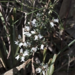 Cryptandra amara (Bitter Cryptandra) at Flea Bog Flat, Bruce - 12 Sep 2020 by AlisonMilton