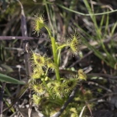 Drosera sp. (A Sundew) at Bruce, ACT - 12 Sep 2020 by AlisonMilton