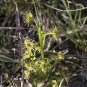 Drosera sp. at Bruce, ACT - 12 Sep 2020