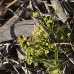 Drosera sp. at Bruce, ACT - 12 Sep 2020