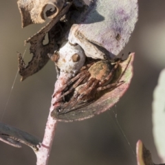 Araneinae (subfamily) (Orb weaver) at Aranda, ACT - 12 Sep 2020 by AlisonMilton