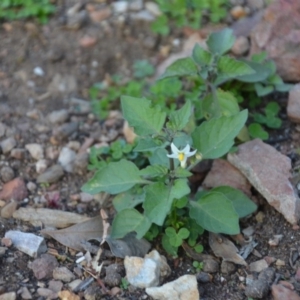 Solanum nigrum at Wamboin, NSW - 19 May 2020 12:01 PM