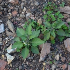 Solanum nigrum at Wamboin, NSW - 19 May 2020 12:01 PM