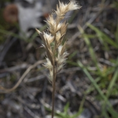 Rytidosperma sp. (Wallaby Grass) at Flea Bog Flat, Bruce - 12 Sep 2020 by AlisonMilton