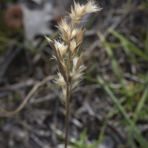 Rytidosperma sp. at Bruce, ACT - 12 Sep 2020