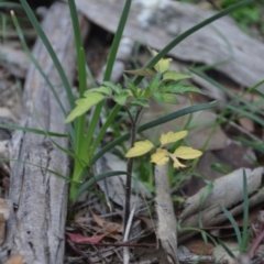 Solanum lycopersicum at Wamboin, NSW - 19 May 2020