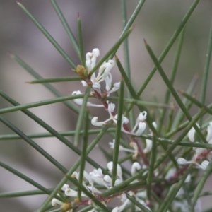 Hakea decurrens subsp. decurrens at Bruce, ACT - 12 Sep 2020