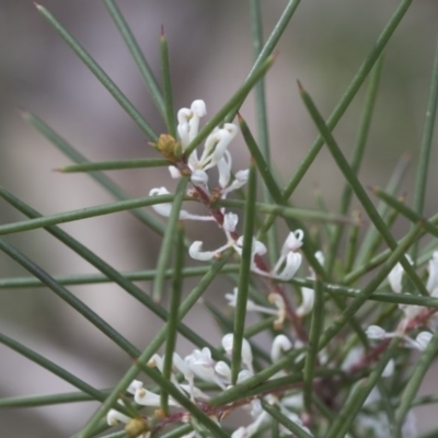 Hakea decurrens subsp. decurrens (Bushy Needlewood) at Bruce, ACT - 12 Sep 2020 by AlisonMilton