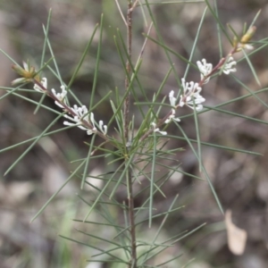 Hakea decurrens subsp. decurrens at Bruce, ACT - 12 Sep 2020