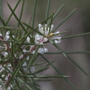 Hakea decurrens subsp. decurrens at Bruce, ACT - 12 Sep 2020