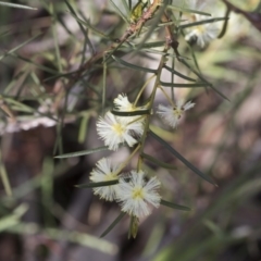Acacia genistifolia (Early Wattle) at Flea Bog Flat, Bruce - 12 Sep 2020 by AlisonMilton