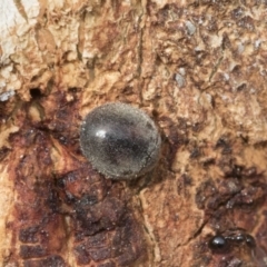 Coccinellidae (family) (Unidentified lady beetle) at Bruce, ACT - 12 Sep 2020 by AlisonMilton