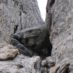 Varanus varius (Lace Monitor) at Black Range, NSW - 13 Sep 2020 by Steph H