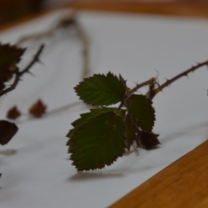 Rubus anglocandicans at Wamboin, NSW - 12 Jun 2020