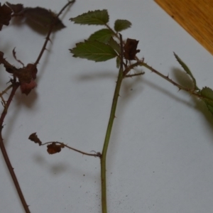 Rubus anglocandicans at Wamboin, NSW - 12 Jun 2020 06:18 PM