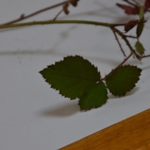 Rubus anglocandicans at Wamboin, NSW - 12 Jun 2020