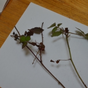 Rubus anglocandicans at Wamboin, NSW - 12 Jun 2020 06:18 PM