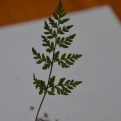 Cheilanthes austrotenuifolia (Rock Fern) at Wamboin, NSW - 12 Jun 2020 by natureguy