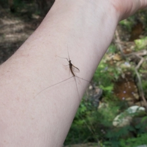 Ephemeroptera (order) at Termeil, NSW - suppressed