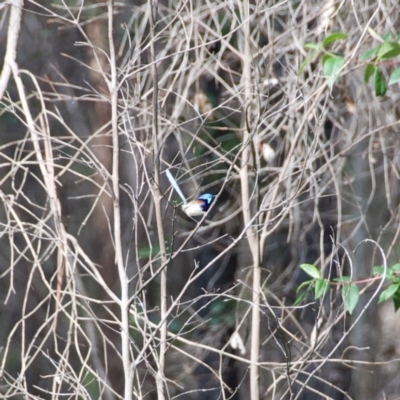 Malurus lamberti (Variegated Fairywren) at  - suppressed by wendie