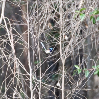 Malurus lamberti (Variegated Fairywren) at Termeil, NSW - 10 Sep 2020 by wendie