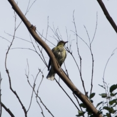 Oriolus sagittatus (Olive-backed Oriole) at Termeil, NSW - 10 Sep 2020 by wendie