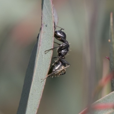 Camponotus aeneopilosus (A Golden-tailed sugar ant) at Macquarie, ACT - 10 Sep 2020 by AlisonMilton