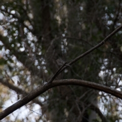 Petroica rosea (Rose Robin) at Termeil, NSW - 10 Sep 2020 by wendie