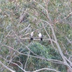 Columba leucomela (White-headed Pigeon) at Termeil, NSW - 10 Sep 2020 by wendie