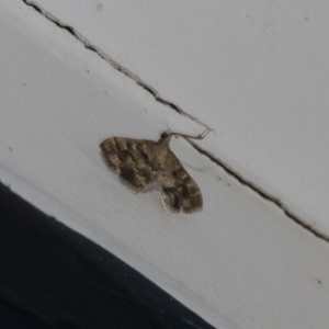 Nacoleia rhoeoalis at Higgins, ACT - 3 Mar 2020