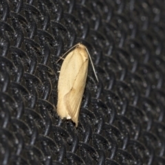 Merophyas divulsana (Lucerne Leafroller) at Higgins, ACT - 6 Mar 2020 by AlisonMilton