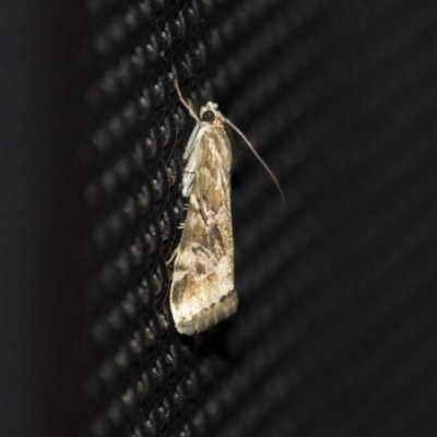 Hellula hydralis (Cabbage Centre Moth) at Higgins, ACT - 31 Mar 2020 by AlisonMilton