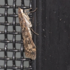 Achyra affinitalis (Cotton Web Spinner) at Higgins, ACT - 31 Mar 2020 by AlisonMilton