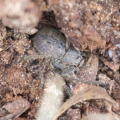 Isopeda (genus) (Huntsman Spider) at Higgins, ACT - 10 Sep 2020 by AlisonMilton