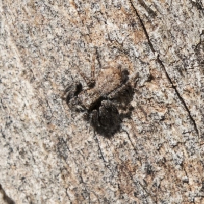 Servaea incana (Hoary Servaea) at Higgins, ACT - 9 Sep 2020 by AlisonMilton