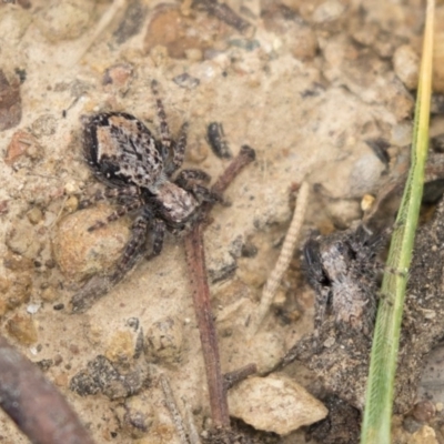 Servaea sp. (genus) (Unidentified Servaea jumping spider) at Holt, ACT - 10 Sep 2020 by AlisonMilton