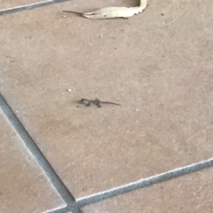 Hemidactylus frenatus (Asian House Gecko) at Tinbeerwah, QLD - 17 Dec 2019 by Liam.m